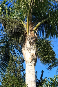 Dates fruit nature
