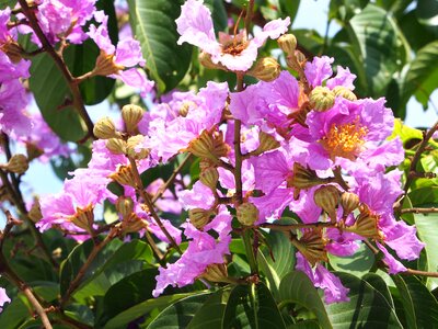 Crape myrtle pink and purple taipei