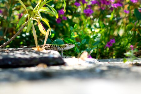 Stare animal reptile