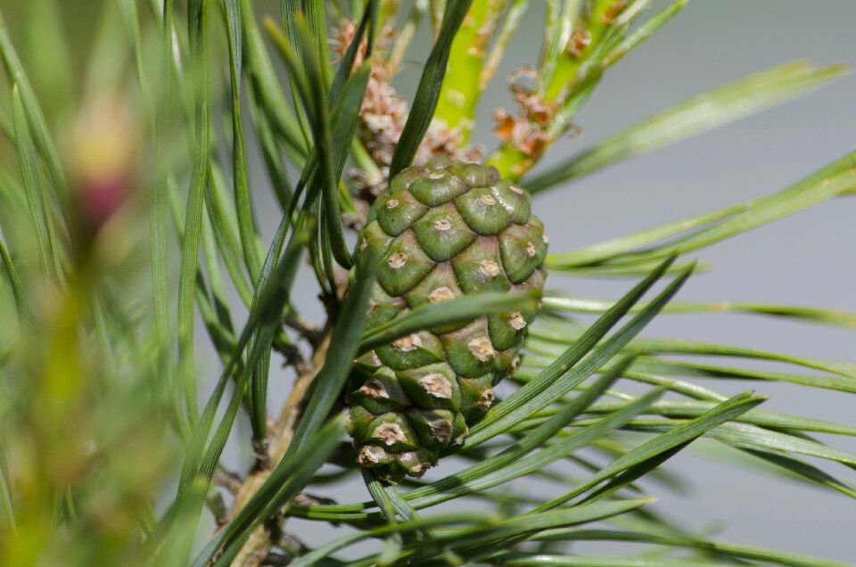 Nature needles tree