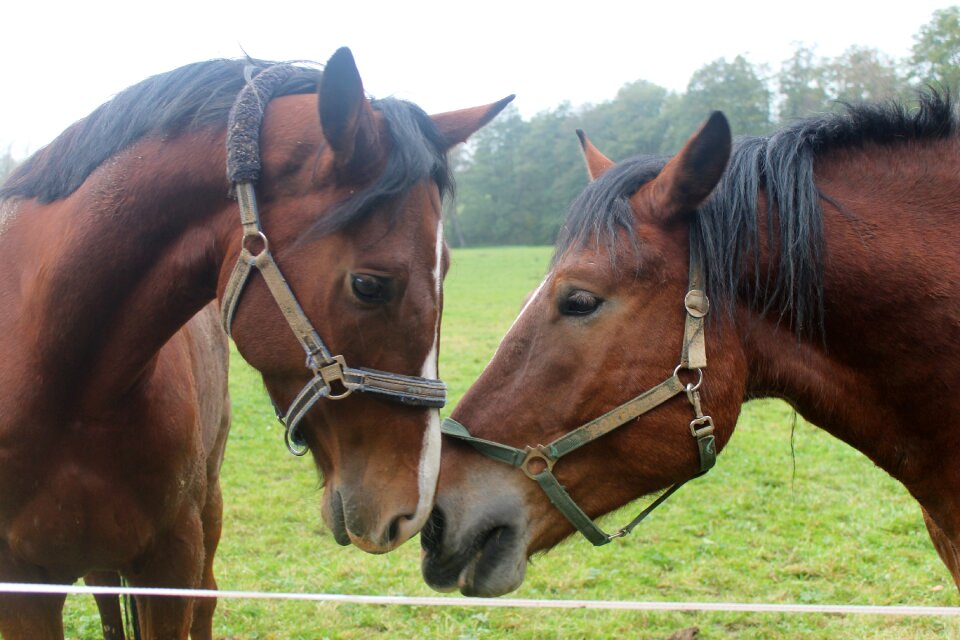 Love for animals nostrils love