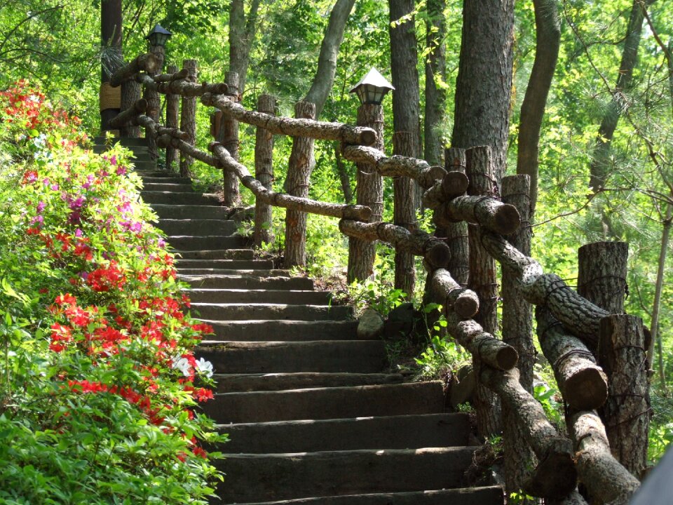 Stairs woodland stairs wooden stairs