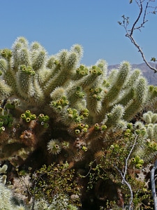 Cactus joshua tree hot
