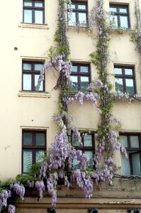 Plant ornament height