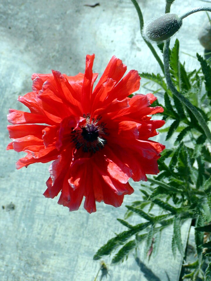Red color bud