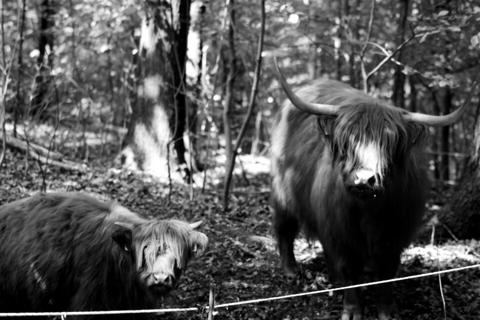Black white recording animal photos nature