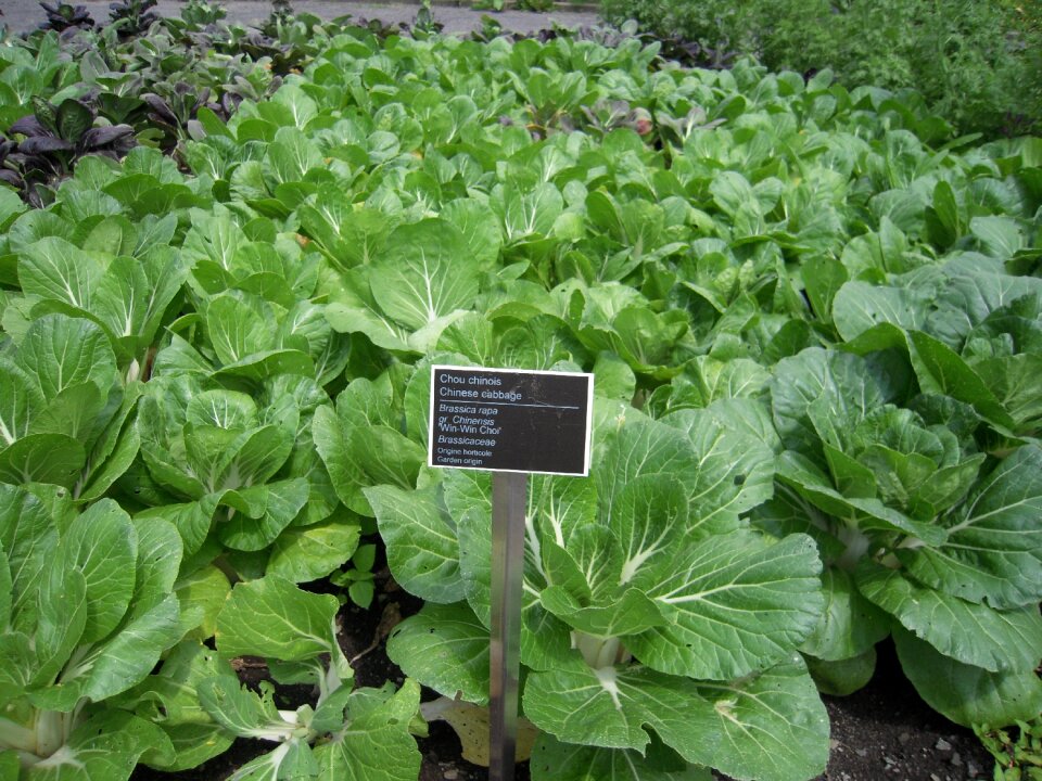 Vegetable botanical garden