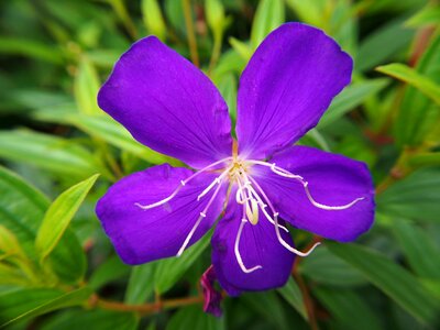 Melastoma purple wild flowers photo