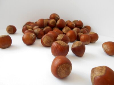 Filbert hazelnut nuts photo