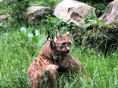 Animals lynx cat
