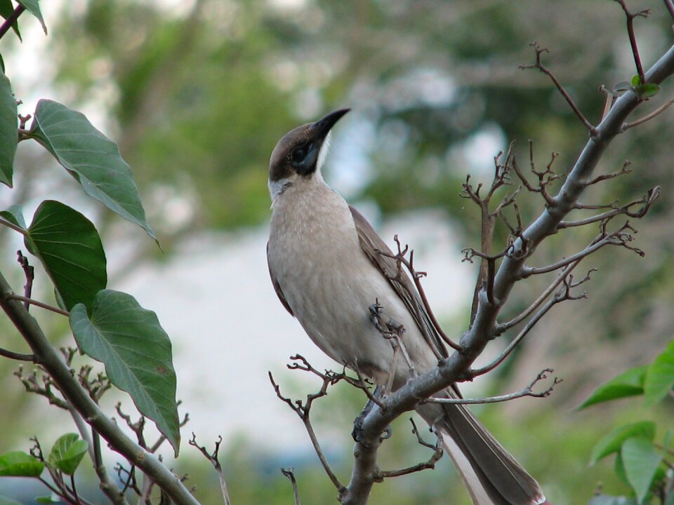 Australian nature wild