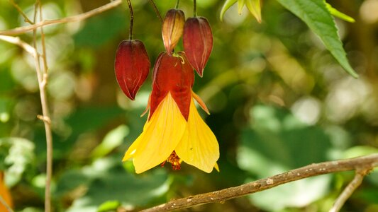 Yellow hanging blossom