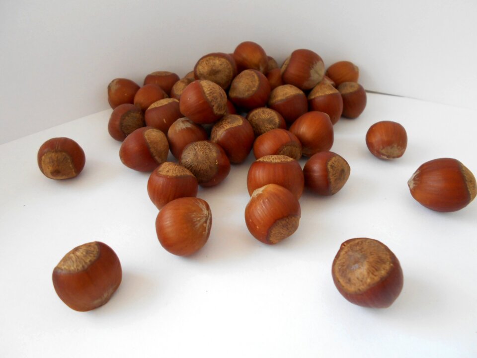 Filbert hazelnut nuts