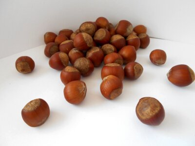 Filbert hazelnut nuts photo