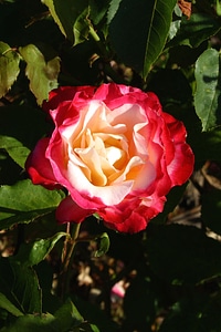 Bloom flower plant