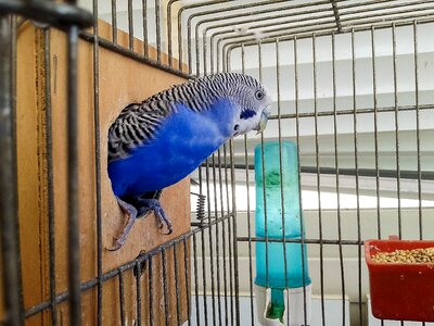 Parrots parrot in cage bird