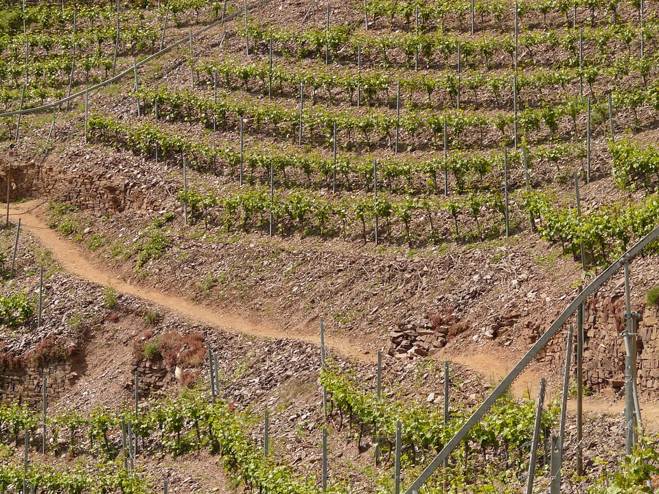 Wine steep location mosel