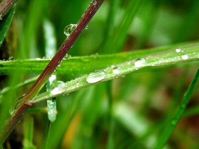 Grass drop of water close up