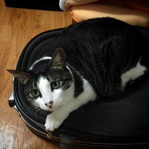 Cat kitten pong pong