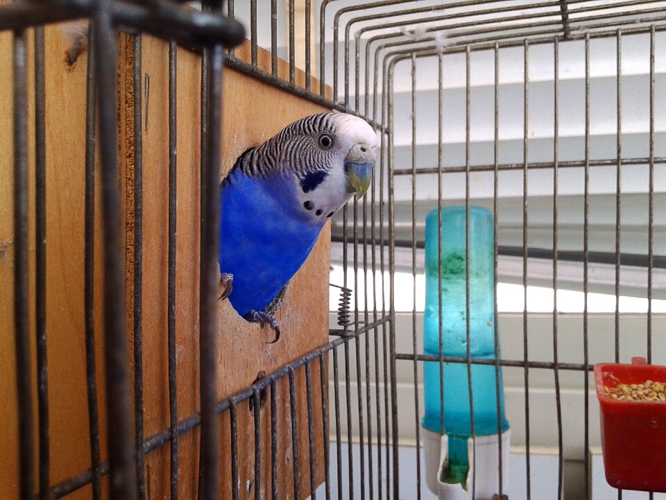 Parrots parrot in cage bird