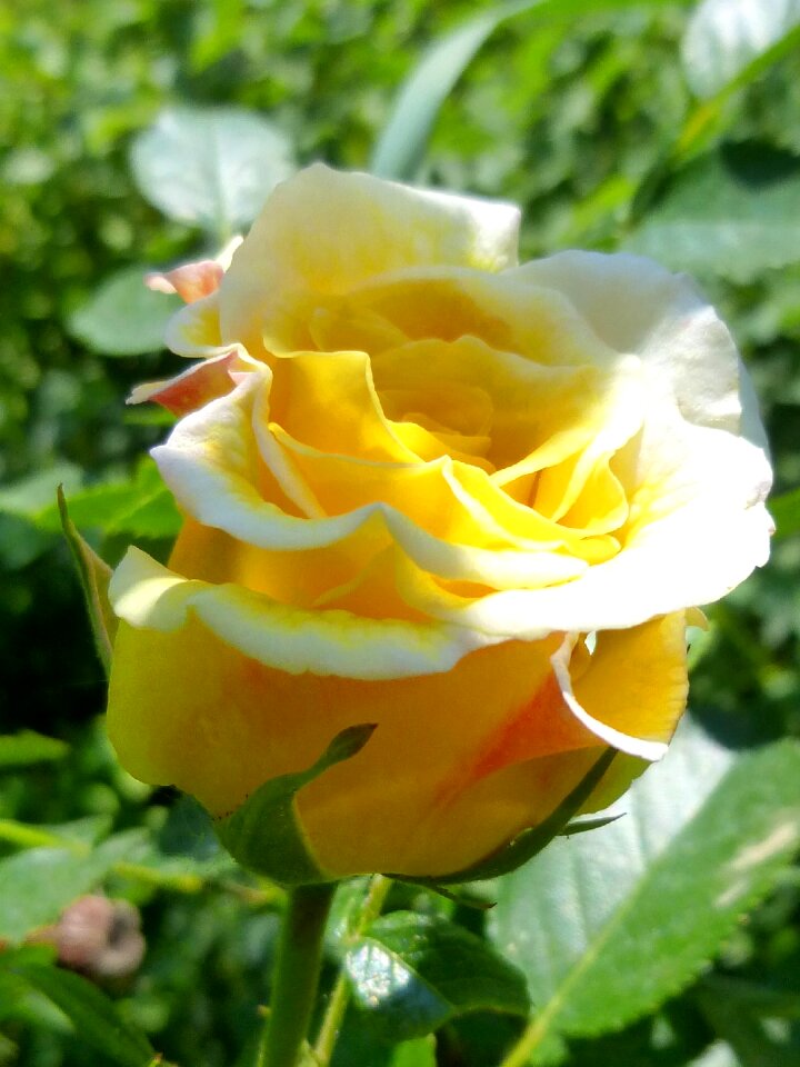 Yellow flower sunlight