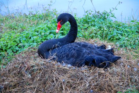 Water bird burma bird