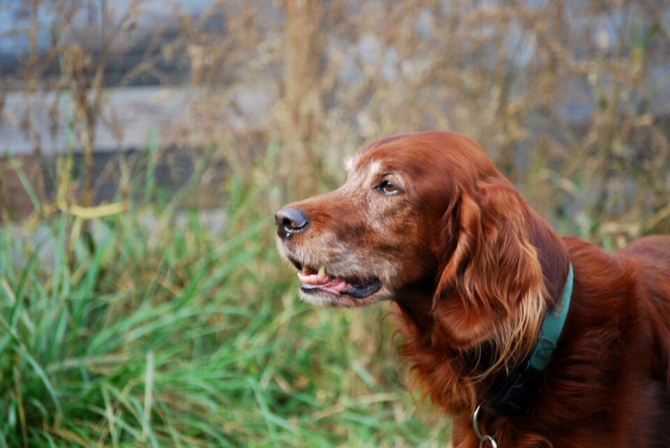 Dog irish setter attention