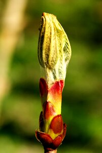 Closed close up nature