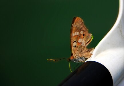 Butterfly travel attachment