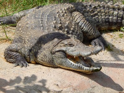 Crocodile zoo animal