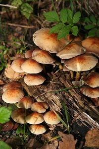 Forest cep chestnut photo