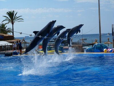 Dolphin aquarium zoo