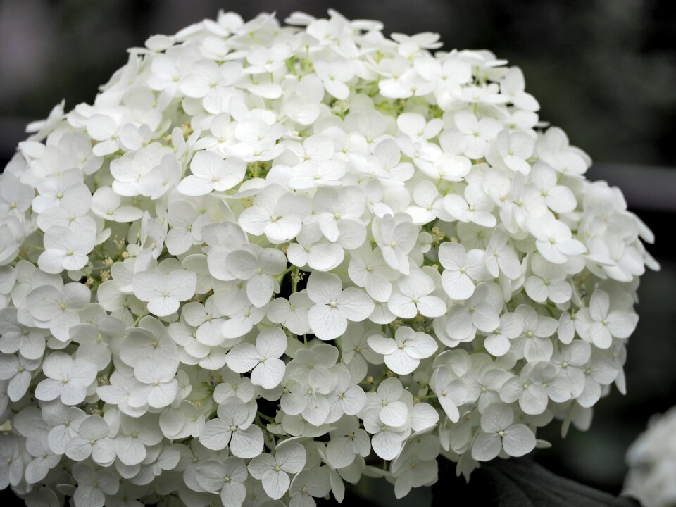 White flowers plant flowers