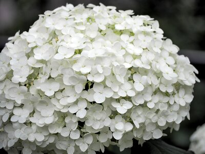 White flowers plant flowers