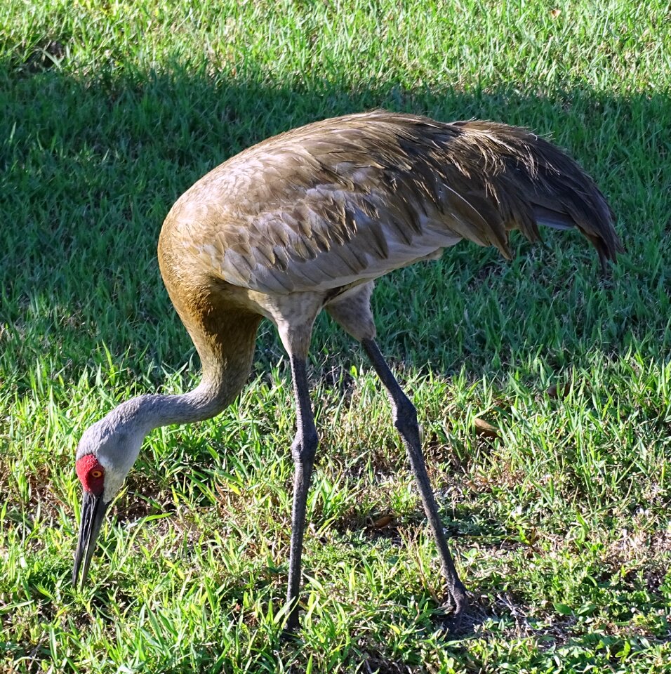 Nature animal wildlife