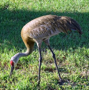 Nature animal wildlife