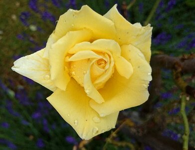 Beaded raindrop blossom