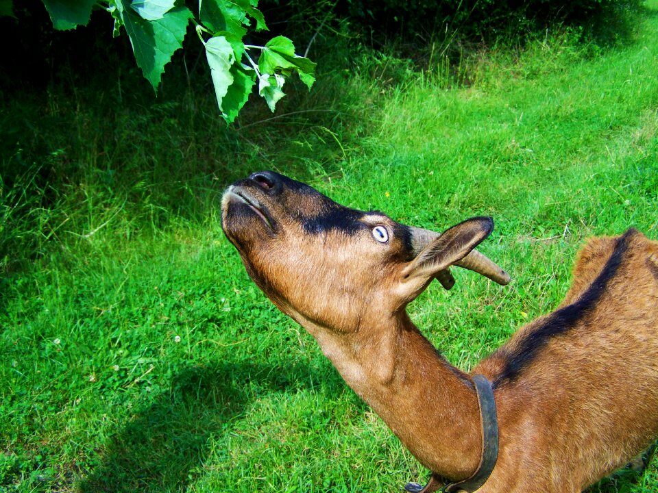 Brown goat farm animals browse