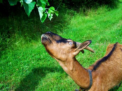 Brown goat farm animals browse