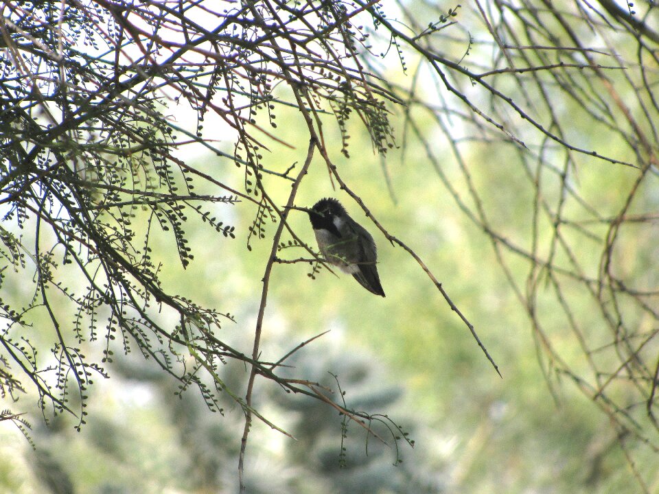 Tucson wildlife sonoran desert