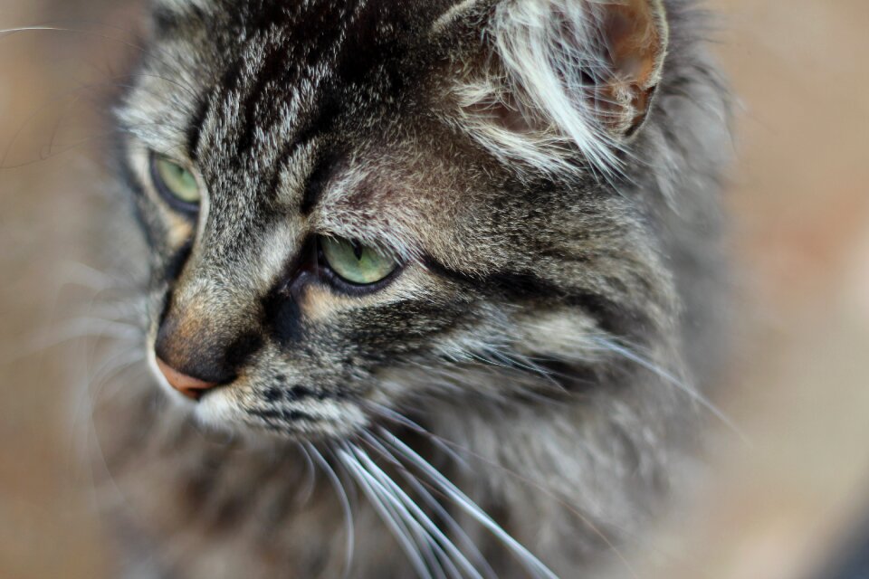 Animal portrait pet grey