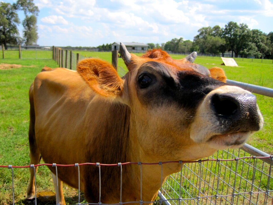 Rural farming agriculture