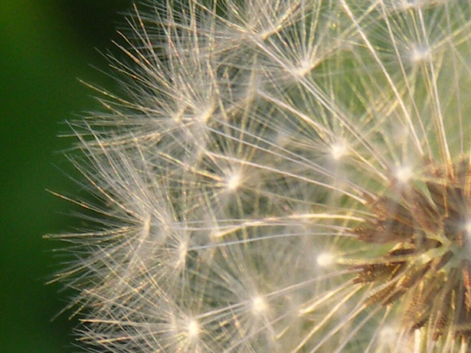 Seeds nature close up