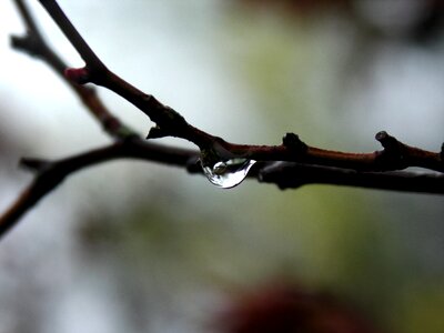 Droplets nature reflection photo