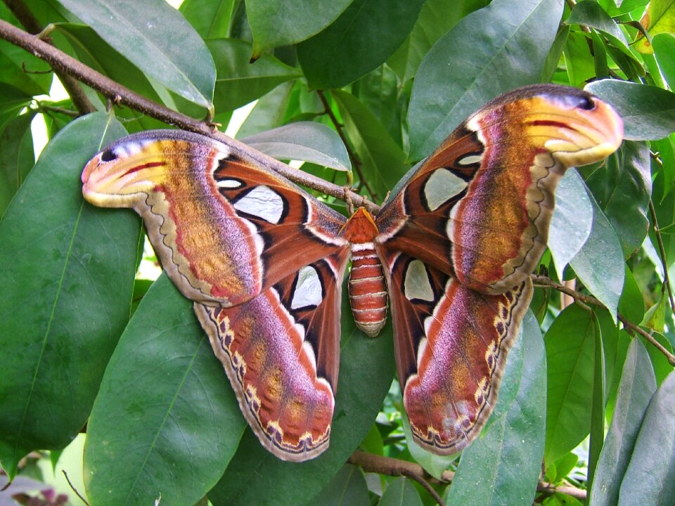 Insect butterflies close up