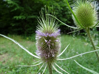 Nature violet prickly