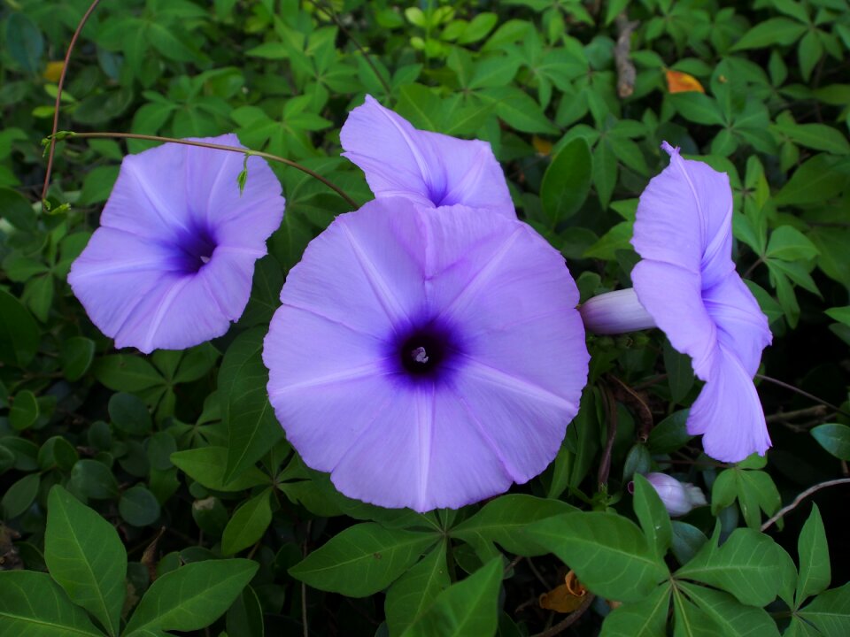 Five-claw flower garden