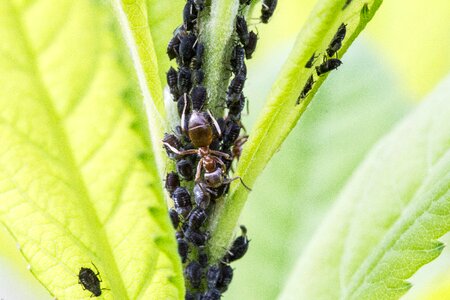Insect macro aphid