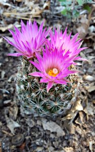 Desert flower cactus cacti photo