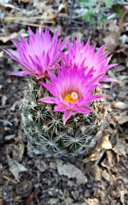 Desert flower cactus cacti